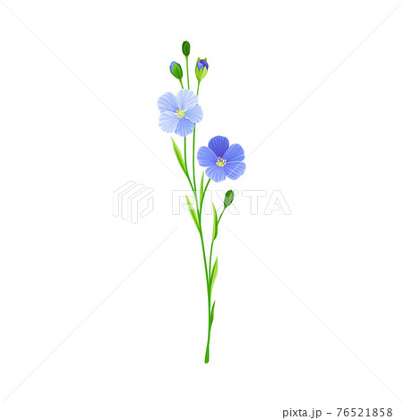 Blue Flax or Linseed Flowers with Five Petals as Cultivated Flowering Plant Specie Vector Illustration 76521858