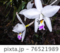Purple and white orchid blooming in spring 76521989