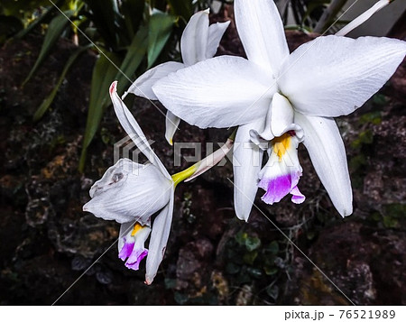 Purple and white orchid blooming in spring Purple and white orchid blooming in spring 76521989