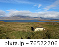 Moss covered roof in Iceland 76522206