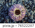 purple sea urchin in Iceland 76522207