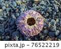 purple sea urchin in Iceland 76522219