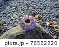 purple sea urchin in Iceland 76522220