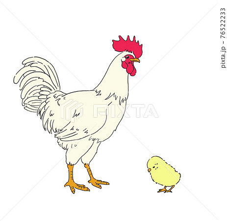 鶏とひよこのイラスト 手描きの線画のイラスト素材