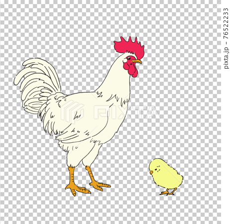 鶏とひよこのイラスト 手描きの線画のイラスト素材