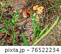 Monarch butterfly in the weeds 76522234
