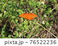 Gulf Fritillary aka Agraulis vanillae 76522236