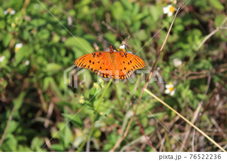 Gulf Fritillary aka Agraulis vanillae 76522236