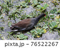 swamp hen in the wetlands of Florida 76522267