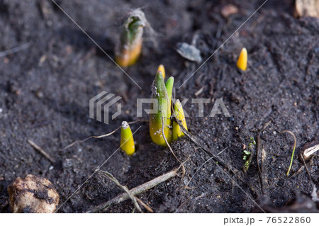 the first green sprouts of early spring flowers make their way to the sun 76522860