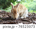うさぎ島のうさぎ 76523073