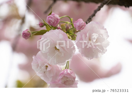 八重桜 76523331