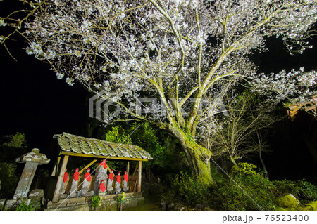 佐伯市東光庵の塩釜桜 76523400