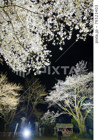 佐伯市東光庵の塩釜桜 76523403