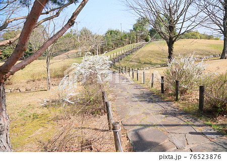ユキヤナギの花 76523876