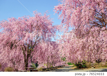 高見の郷 (4月　しだれ桜　晴れ) 76524033