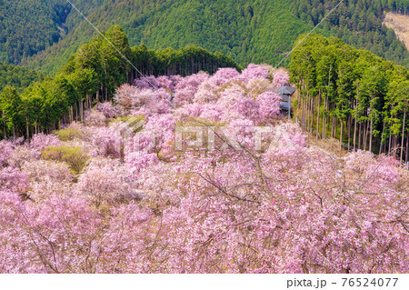 高見の郷 (4月 しだれ桜 晴れ) 高見の郷 (4月 しだれ桜 晴れ) 76524077