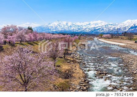 矢代川と桜並木 矢代川と桜並木 76524149