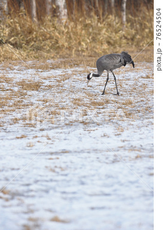 珍しい！北海道に現れたクロヅル 76524504