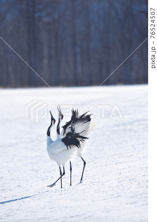 二羽のタンチョウの鳴き交わし（北海道・鶴居） 76524507