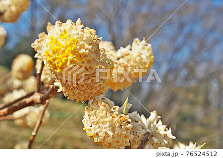 大きなミツマタの花 76524512