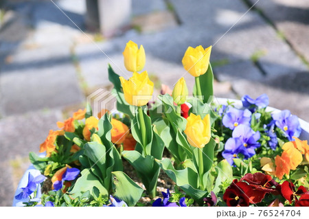 チュリップの花 76524704