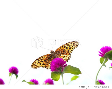 吸蜜するツマグロヒョウモンのオス 76524881