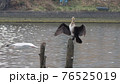 羽を広げた野鳥は猛スピードのカモメに追突されそうになった身近な非日常の光景 76525019