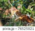 人間から毎日餌をもらってた野良猫はパンデミックで飢えてふて寝するしかありません。身近な非日常。 76525021
