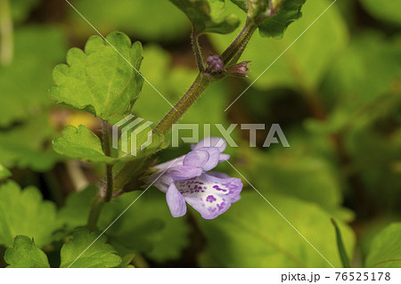 カキドオシ カキドオシ 76525178