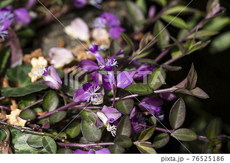 ヒメハギ 76525186