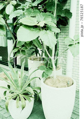 鉢植えの観葉植物 76525187