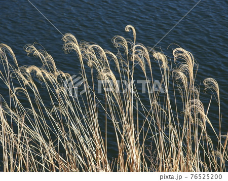 湖畔の枯れススキの写真素材