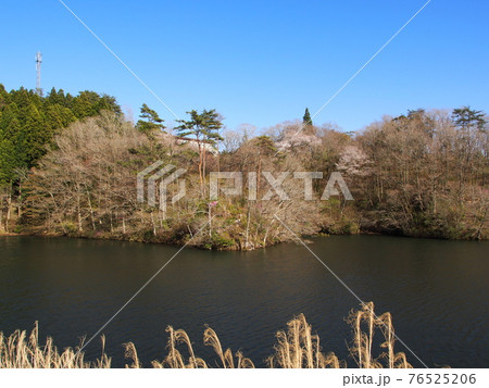 春の三河湖 春の三河湖 76525206