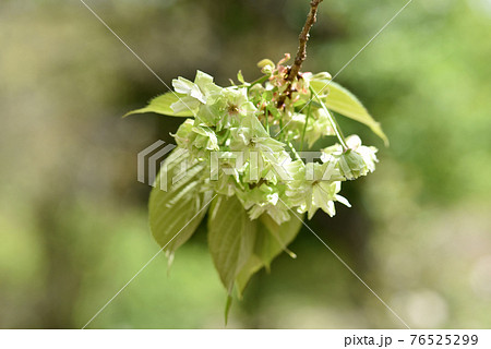 御衣黄　薄緑の桜の花 76525299