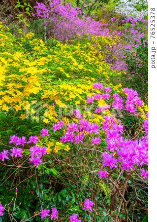 里山の春を彩る 慈光寺参道 里山の春を彩る 慈光寺参道 76525378