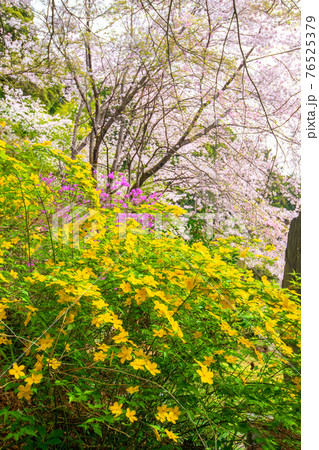 里山の春を彩る　慈光寺参道　　　　　 76525379