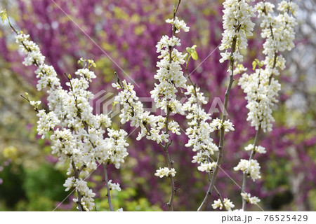 ハナズオウ　花模様 76525429