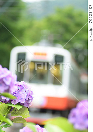 神奈川県　箱根登山鉄道　紫陽花アップ写真（バックにあじさい電車） 76525437