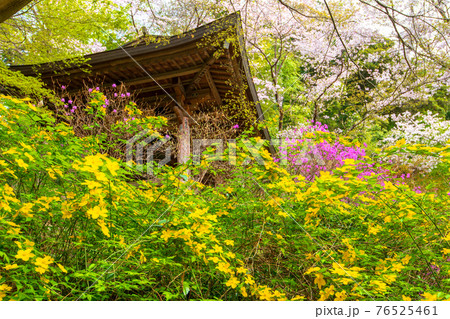 里山の春を彩る　慈光寺　　　　　 76525461