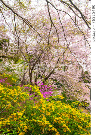 里山の春を彩る　慈光寺　　　　　 76525490