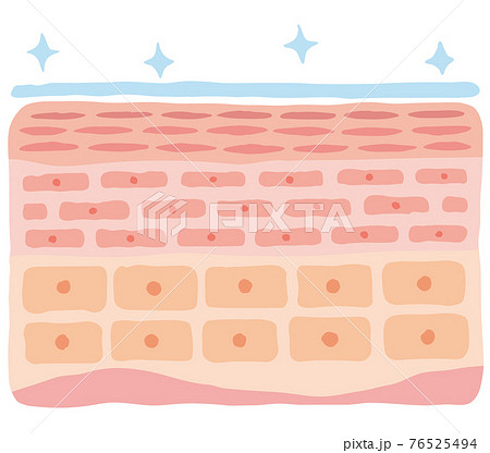 潤った肌　皮膚の構造　肌図　美容 76525494