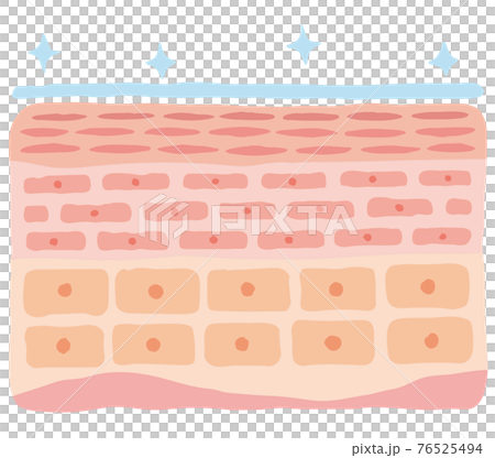 潤った肌　皮膚の構造　肌図　美容 76525494