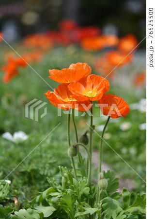 シベリアヒナゲシの花と蕾の写真素材