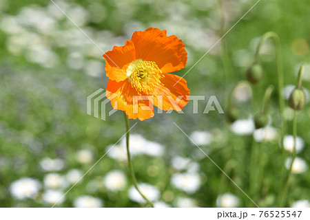 シベリアヒナゲシの花の写真素材