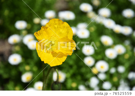 シベリアヒナゲシの花 76525559