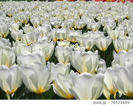 白いチューリップの花の群生 76525609