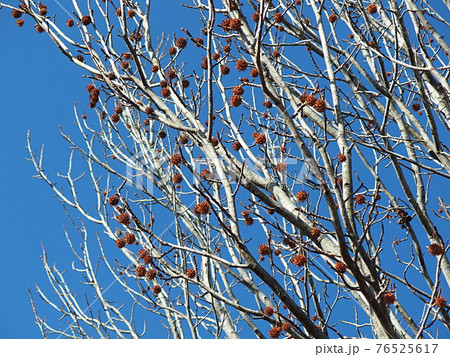 赤いイイギリの実 76525617