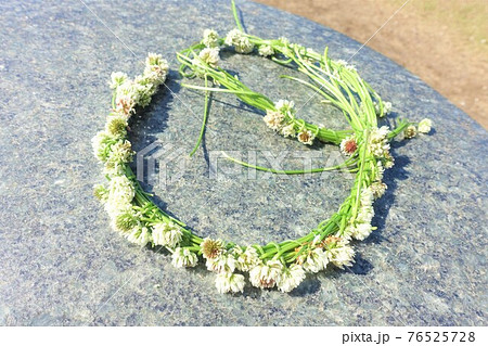 シロツメクサの花輪 花冠 リースの写真素材