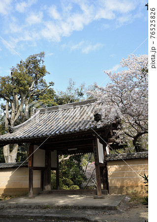 長岳寺 サクラ咲く大門 長岳寺 サクラ咲く大門 76525826